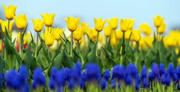 Campos de primavera de tulipán floreciente. Escena al aire libre de belleza. Paisaje de granja de flores de colores