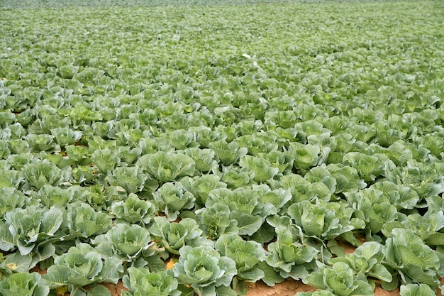 Campos de repollo, hileras de alimento vegetal.