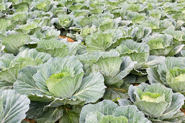 Campos de repollo en Tailandia