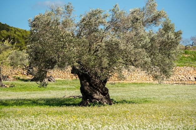 Foto campos rurais de santa anges de la corona ibiza espanha