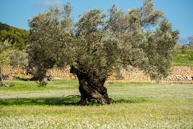 Campos rurales de Santa Anges de la Corona Ibiza España