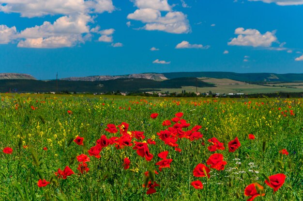 Campos salvajes de amapolas rojas en crimea, bakhchisarai.