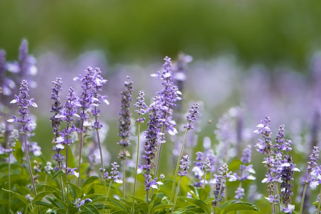 Los campos de la salvia azul florecen en el jardín para el fondo.