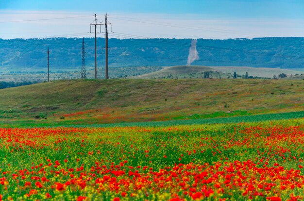 Campos silvestres de amapolas rojas en crimea