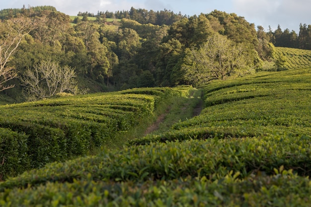 Campos de te gorreana