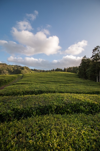 Campos de te gorreana