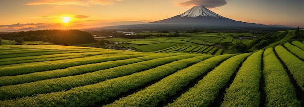 los campos de té verde y una montaña que se eleva al fondo