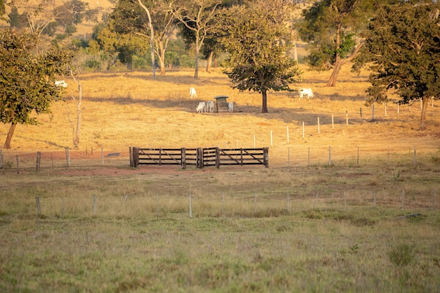 Campos típicos de pastagem da pecuária brasileira