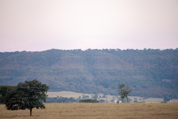 Campos típicos de pastagem da pecuária brasileira