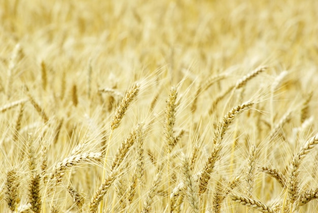 Campos de trigo al final del verano completamente maduros