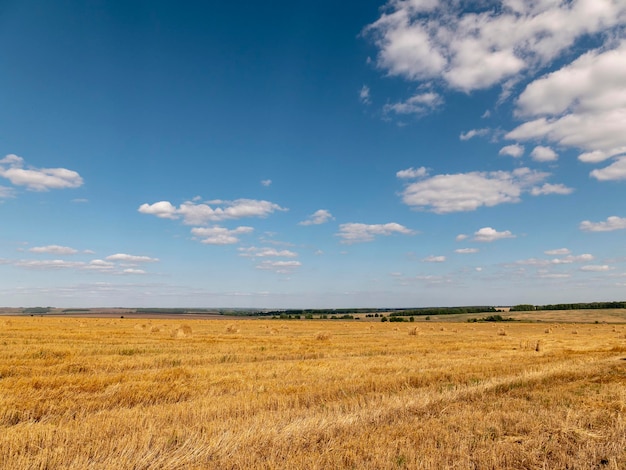 Foto campos de trigo al final del verano completamente maduros.