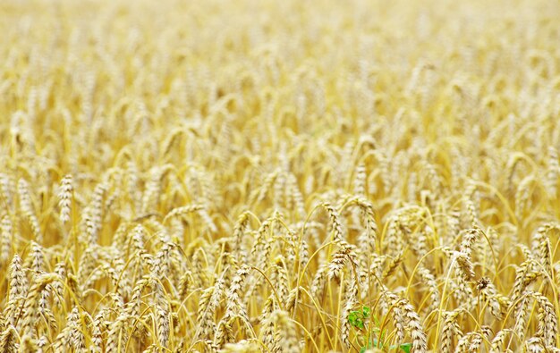 Campos de trigo al final del verano completamente maduros