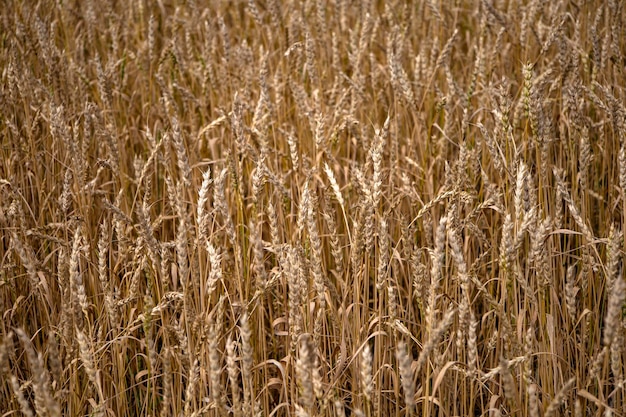 Campos de trigo amarillo, tiempo de cosecha.