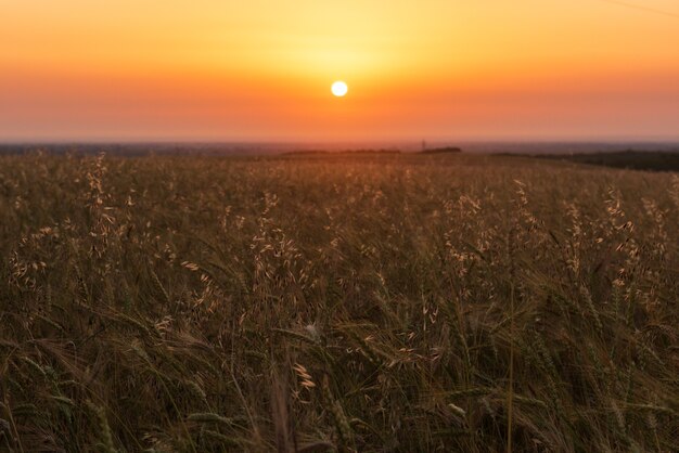 Campos de trigo de cereales al amanecer.