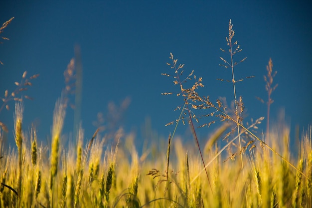 campos de trigo con cielo azul