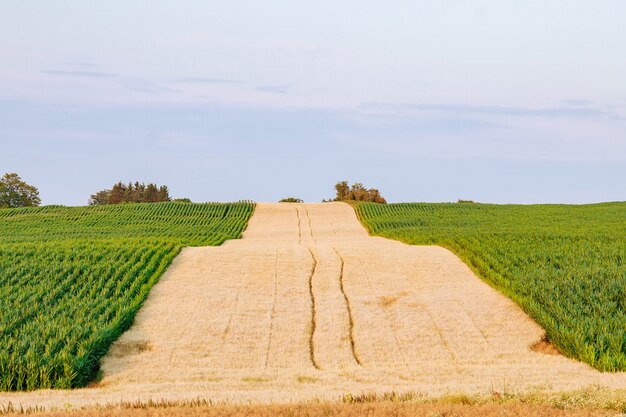Campos de trigo y maíz en la República Checa. Paisaje agrícola.