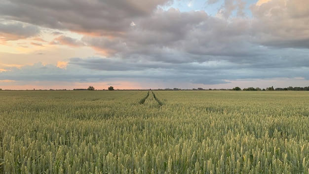 Campos de trigo con primer plano de espiguillas