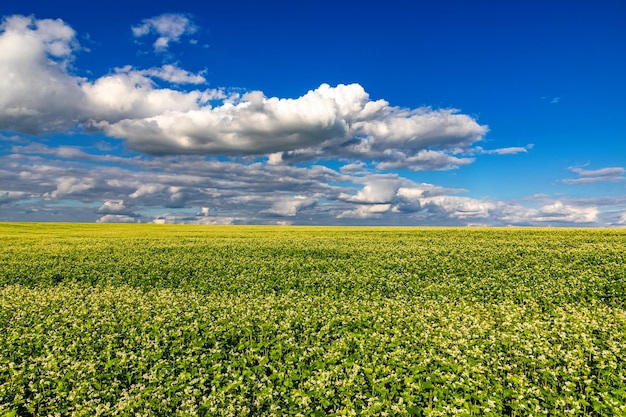 Foto campos con trigo sarraceno floreciente en un día soleado cosecha floreciente en los campos