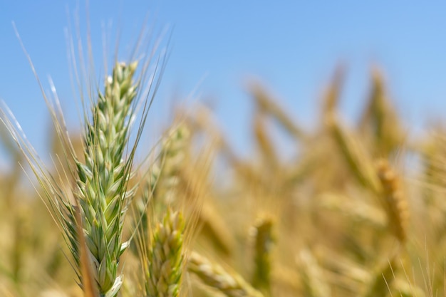 campos de trigo bajo el sol