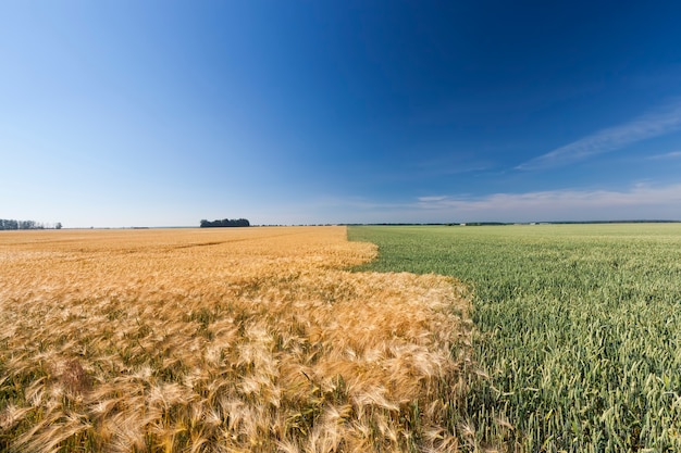 Campos de trigo verde y centeno amarillo que crecen uno al lado del otro, cereales de diferentes tipos de color amarillo y verde