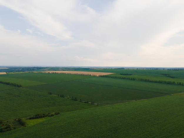 Campos de trigo verde joven en la vista aérea de drones de primavera