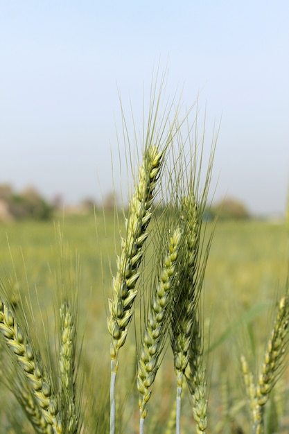 Campos de trigo verde