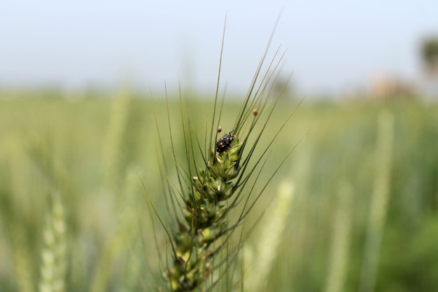 Campos de trigo verde