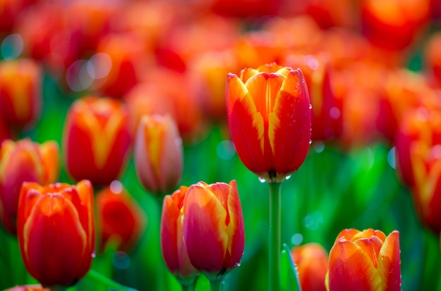 Los campos de tulipanes amarillos rojos están densamente floreciendo.