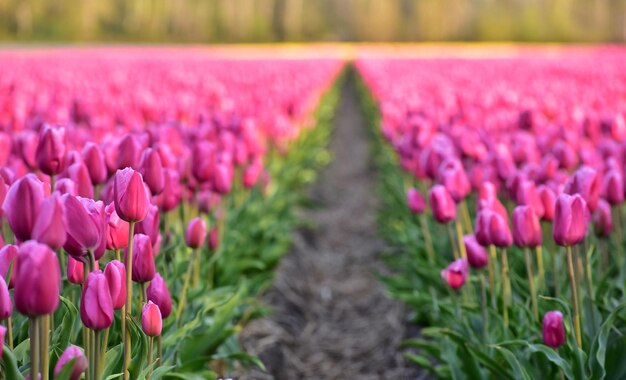 Foto campos de tulipanes en la ciudad de lisse, holanda