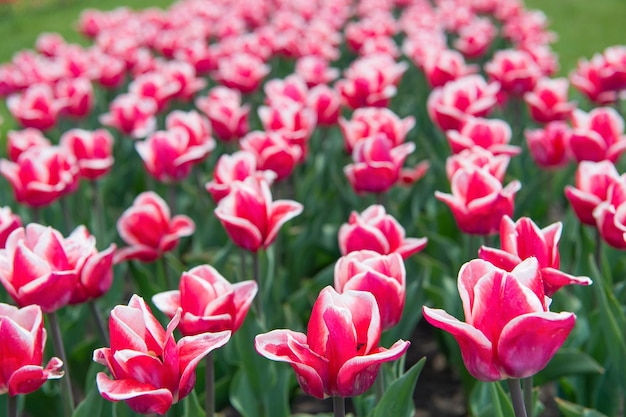 Campos de tulipanes en flor en la región de cultivo de flores. Parque de primavera. Campo floreciente. Festival de los tulipanes. Fondo floral. Grupo de macizo de flores de tulipanes rojos. Negocio floral. Cultivo de plantas de bulbo. Hermosos tulipanes.