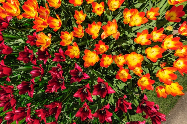 Campos de tulipanes en Holanda