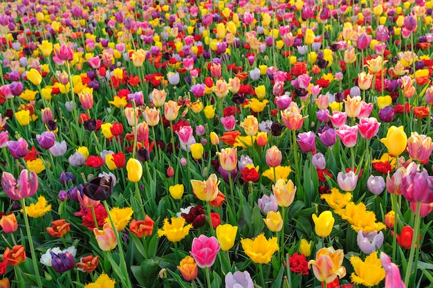 Campos de tulipanes en Holanda