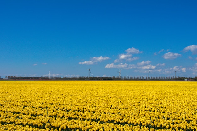 Campos de tulipanes de primavera en Holanda, coloridas flores en Holanda