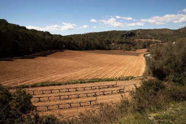 Campos de uvas en las montañas de España