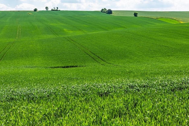 Campos verdejantes de colheita agrícola no verão