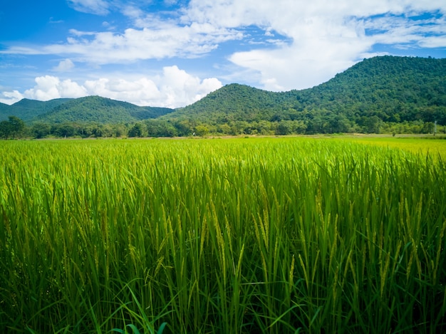 Foto campos verdes del arroz en la ladera con el cielo azul.