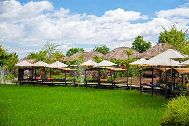 Campos verdes de arroz plantados en un resort. La temporada de lluvias en el distrito de Saraphi, provincia de Chiang Mai, Tailandia.