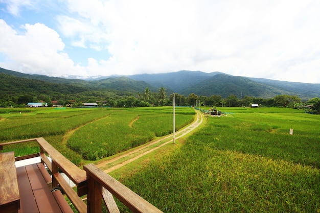 Campos verdes del arroz de la terraza de la agricultura de la estación agrícola en Tailandia