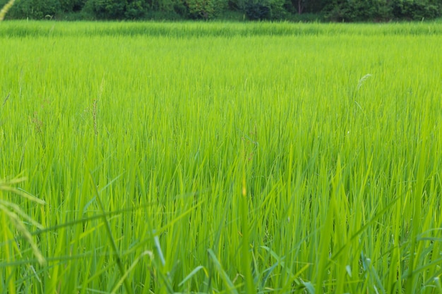 Campos verdes de arroz