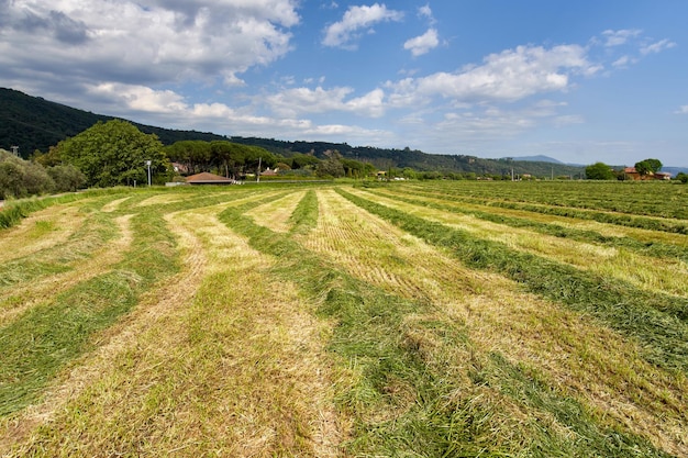 Campos verdes com grama e feno cortados prontos para serem colhidos