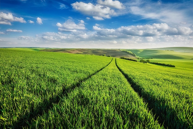 Campos verdes da Morávia