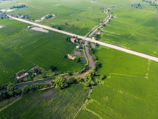 Campos verdes de arroz na Ásia, fotografias aéreas de drones