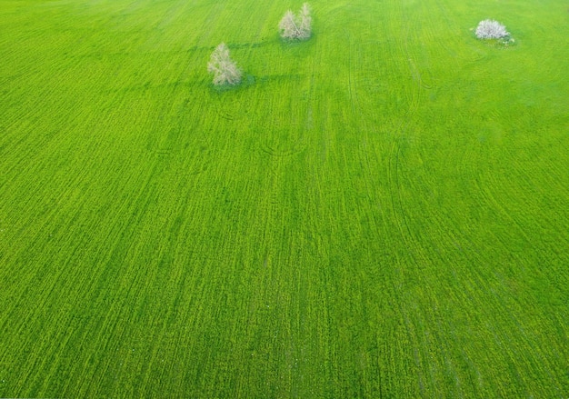 Campos verdes e árvores vista aérea paisagem minimalista drone