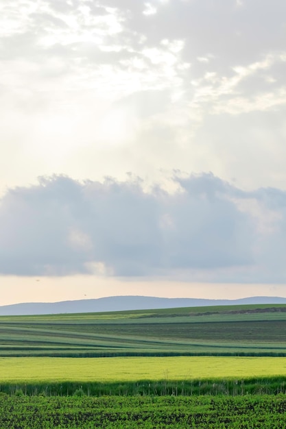 Campos verdes em nuvens brancas do campo de pequenas colinas na hora do pôr do sol