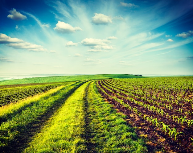 Campos verdes de Moravia