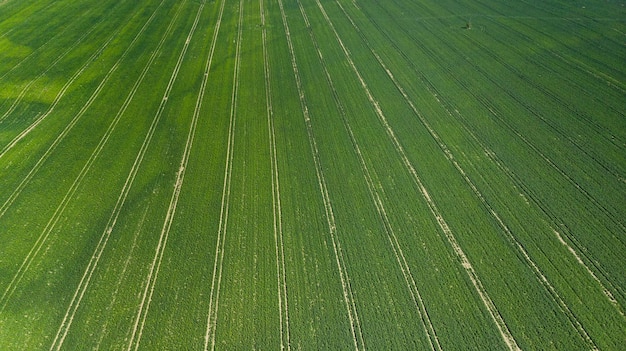 Campos verdes no início da temporada de primavera na agricultura, indústria agrícola, visão aérea de drones