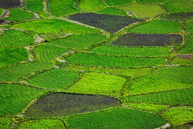 Campos verdes perto acima, índia