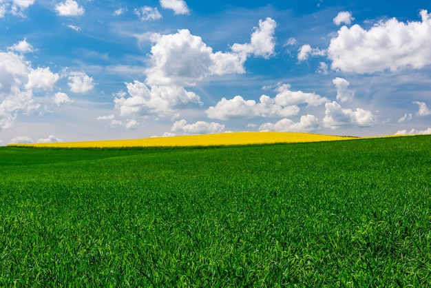 Campos verdes vibrantes con planta de cultivo