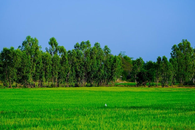 Foto campos verdes