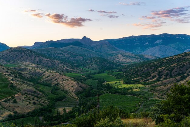 Campos de un viñedo en las montañas.